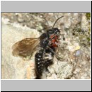 Smicromyrme rufipes - Rotbeinige Spinnenameise 06c 5-9mm Paarung.jpg